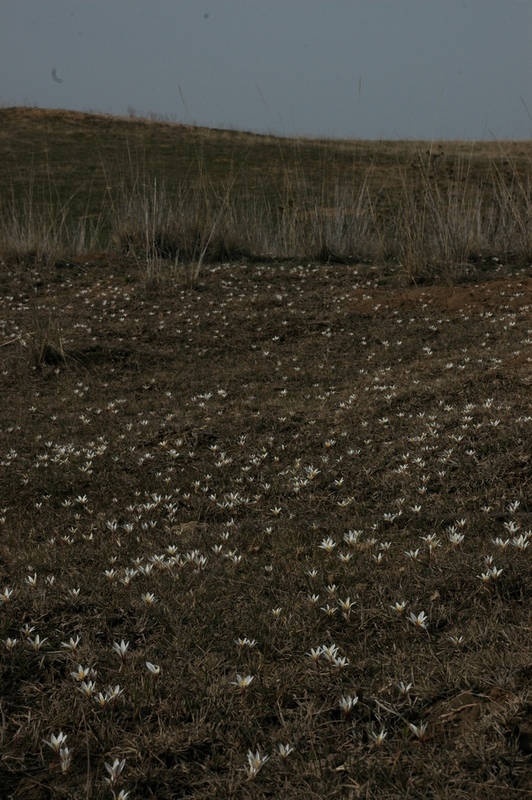 Изображение особи Colchicum kesselringii.