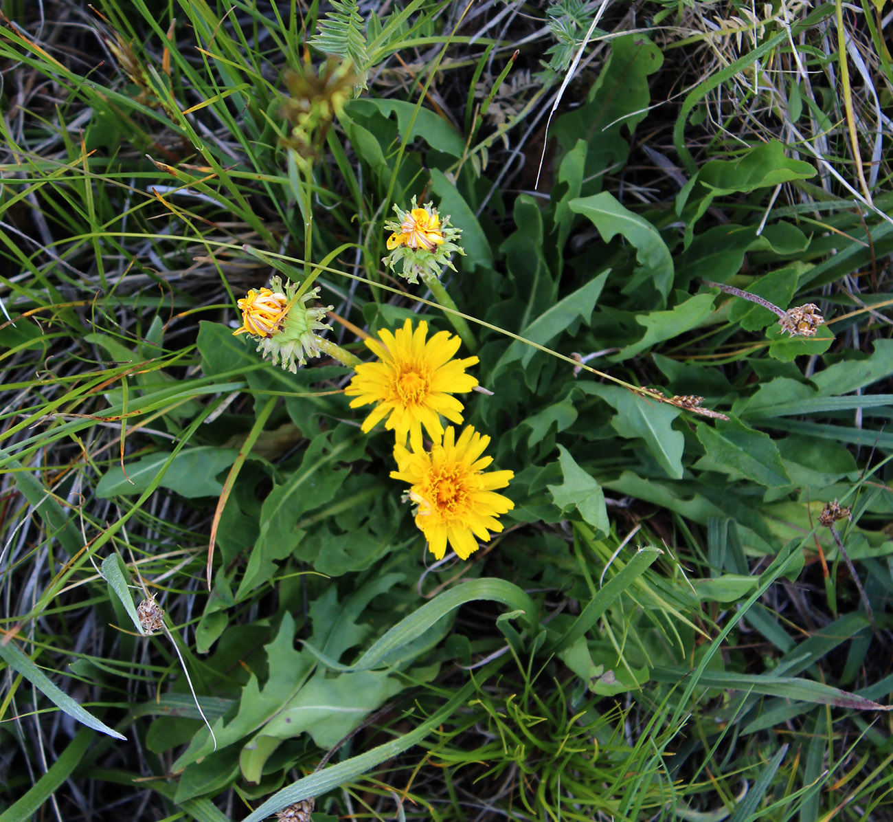 Изображение особи Taraxacum confusum.