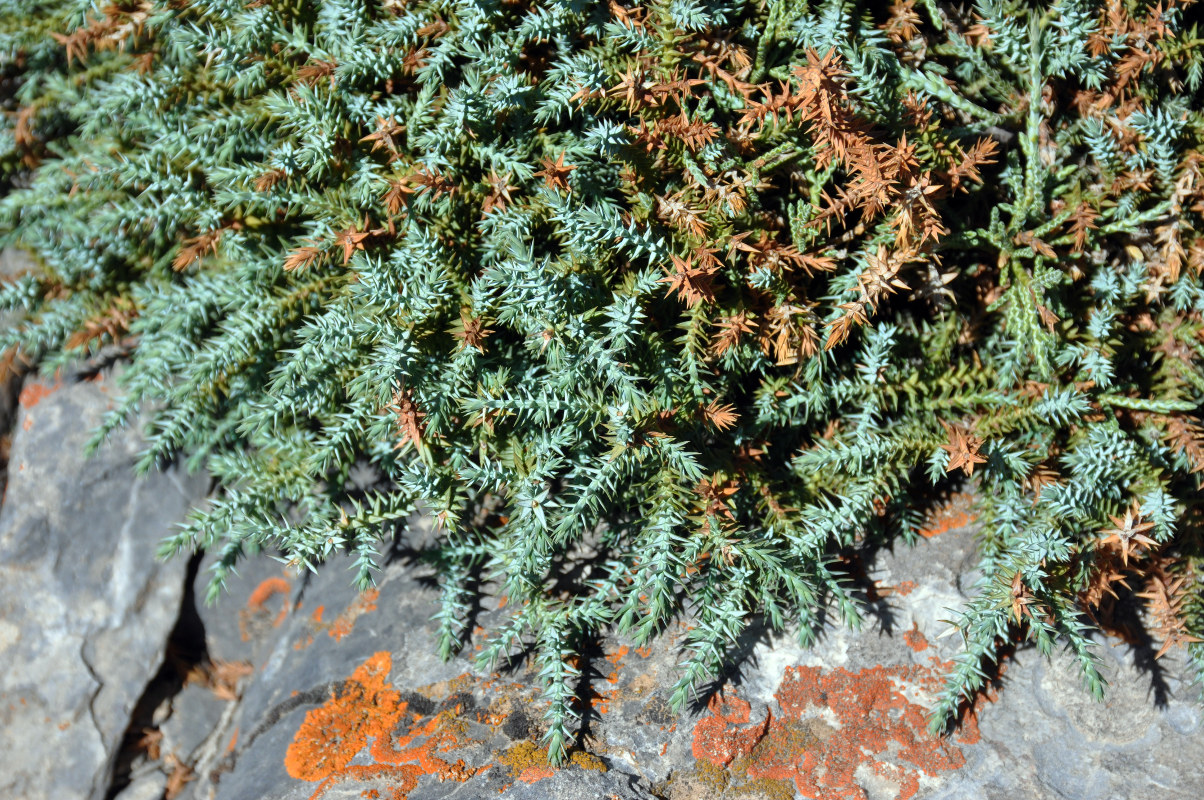 Изображение особи Juniperus turkestanica.