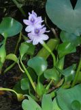Eichhornia crassipes