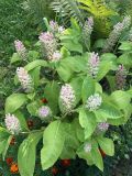 Phytolacca acinosa