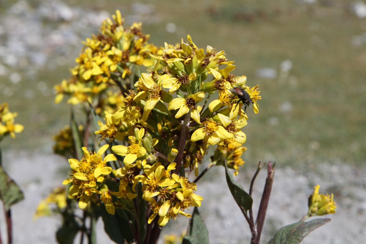 Изображение особи Ligularia thomsonii.