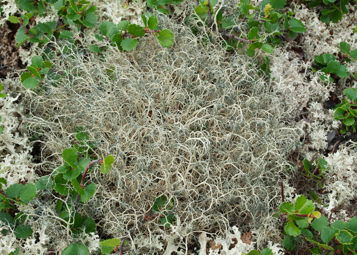 Image of Gowardia nigricans specimen.