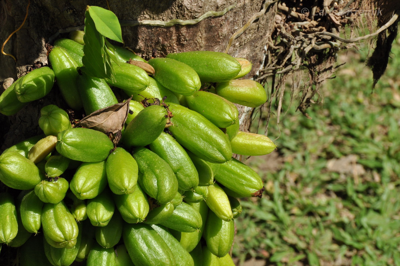 Изображение особи Averrhoa bilimbi.