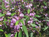 Hovea acutifolia