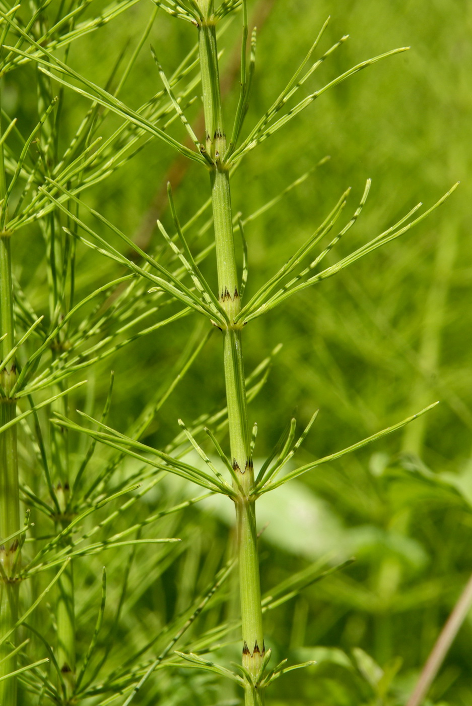 Изображение особи Equisetum × litorale.