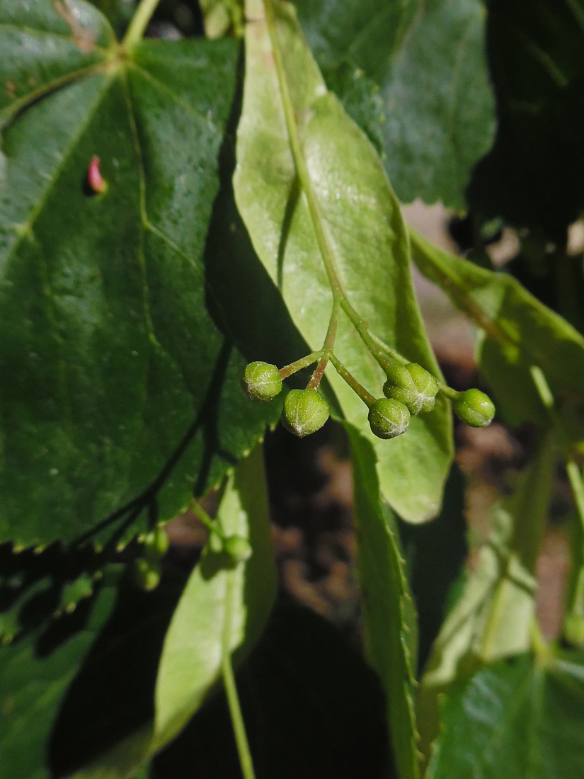 Изображение особи Tilia cordata.