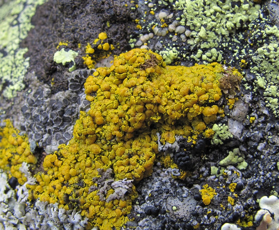 Image of Candelariella vitellina specimen.