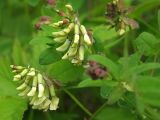 Astragalus frigidus. Верхушки побегов с бутонами и цветками, и с сидящими насекомыми. Магаданская обл., Ольский р-н, окр. пос. Атарган, разнотравный приморский склон сопки. 05.07.2017.