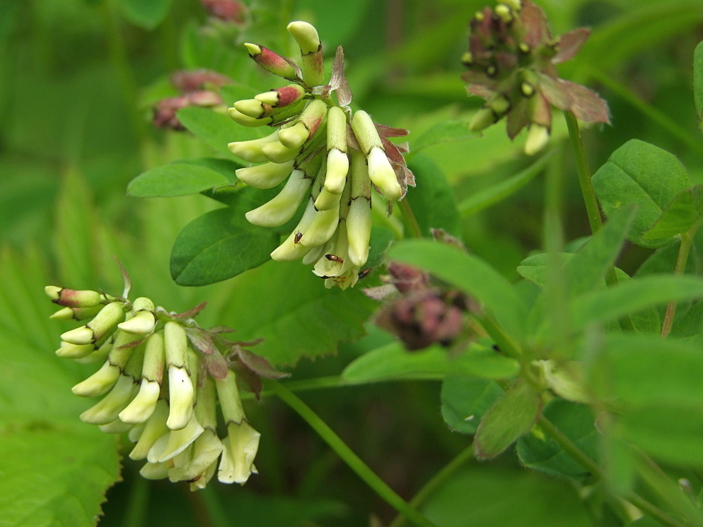 Изображение особи Astragalus frigidus.