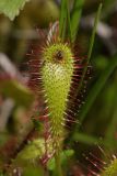 Drosera anglica. Лист с прилипшим насекомым. Тульская обл., пос. Озерный, сфагновое болото на карстовом провале. 01.07.2017.