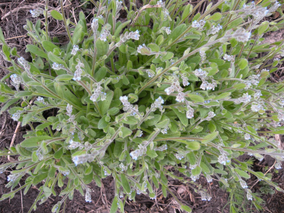 Image of Myosotis micrantha specimen.