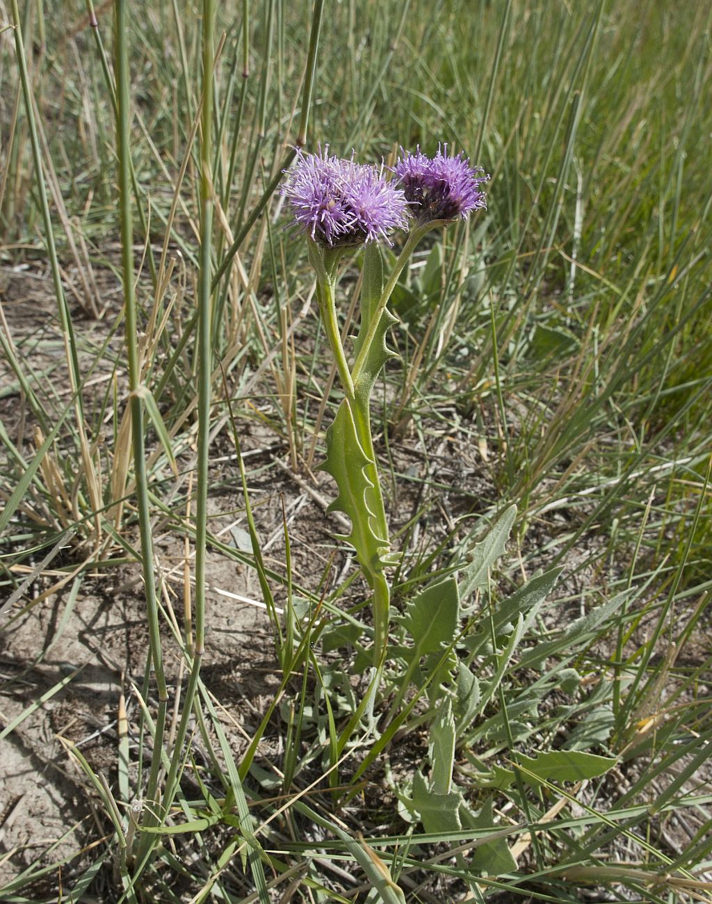 Image of Saussurea salsa specimen.