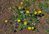 Potentilla crebridens