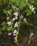 Aconitum alboviolaceum