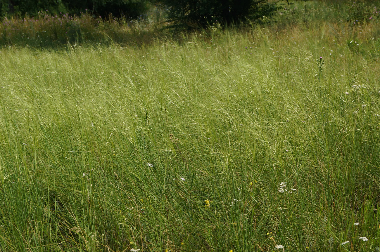 Image of genus Stipa specimen.