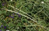 Elytrigia repens. Нерасцветшие соцветия. Восточный Казахстан, г. Усть-Каменогорск, правый берег р. Иртыш, луг. 02.07.2017.