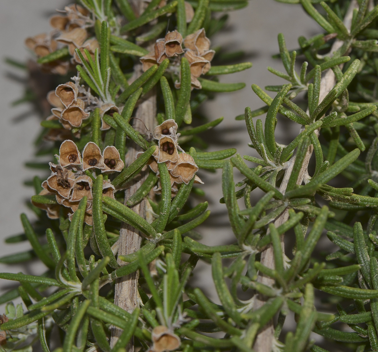 Image of Rosmarinus officinalis var. prostratus specimen.