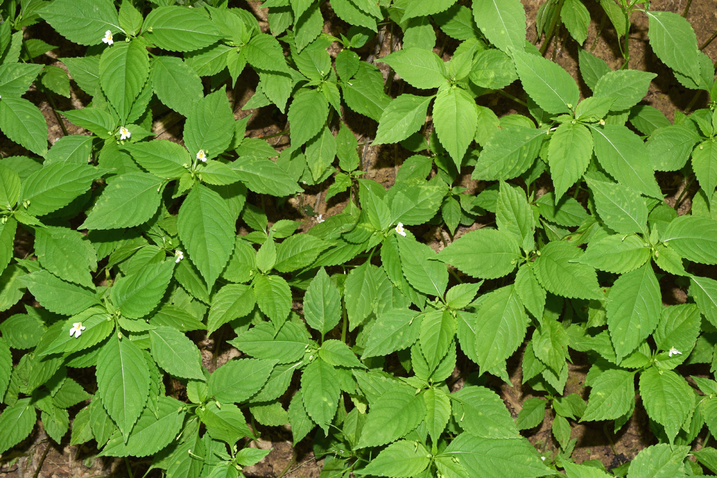 Image of Impatiens parviflora specimen.