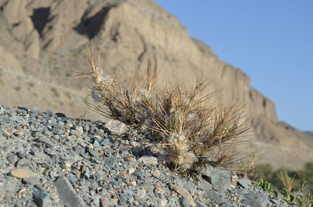 Image of Astragalus pterocephalus specimen.