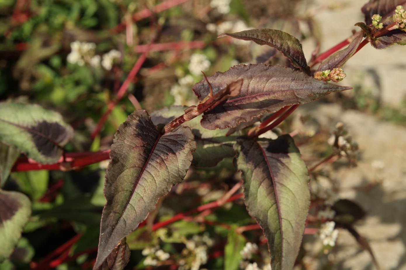 Image of familia Polygonaceae specimen.