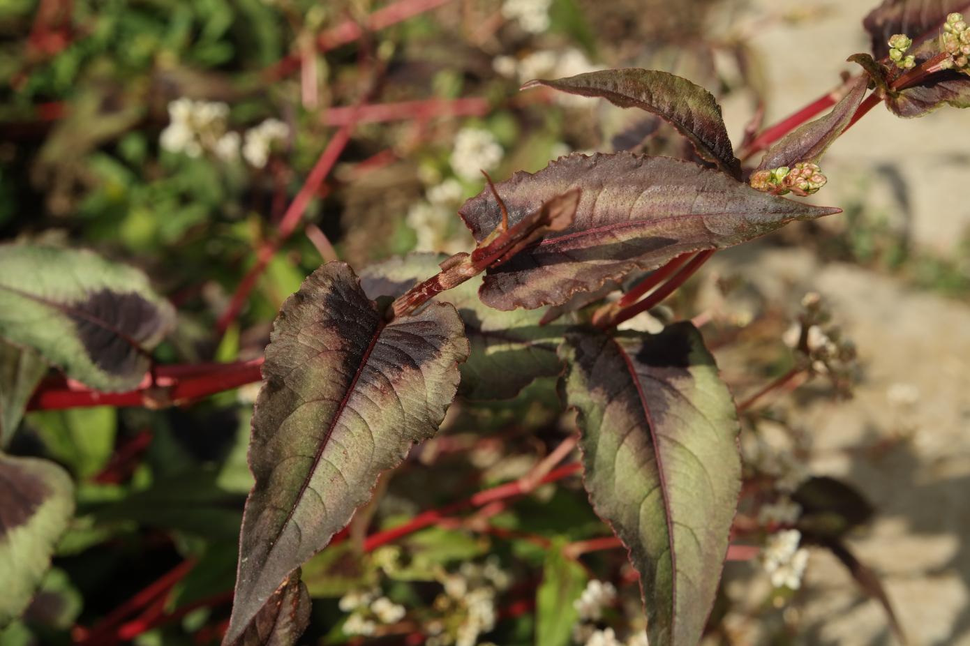 Изображение особи семейство Polygonaceae.