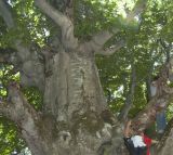 Fagus × taurica. Часть ствола и основания скелетных ветвей старого дерева. Горный Крым, гора Северная Демерджи. 21.06.2009.