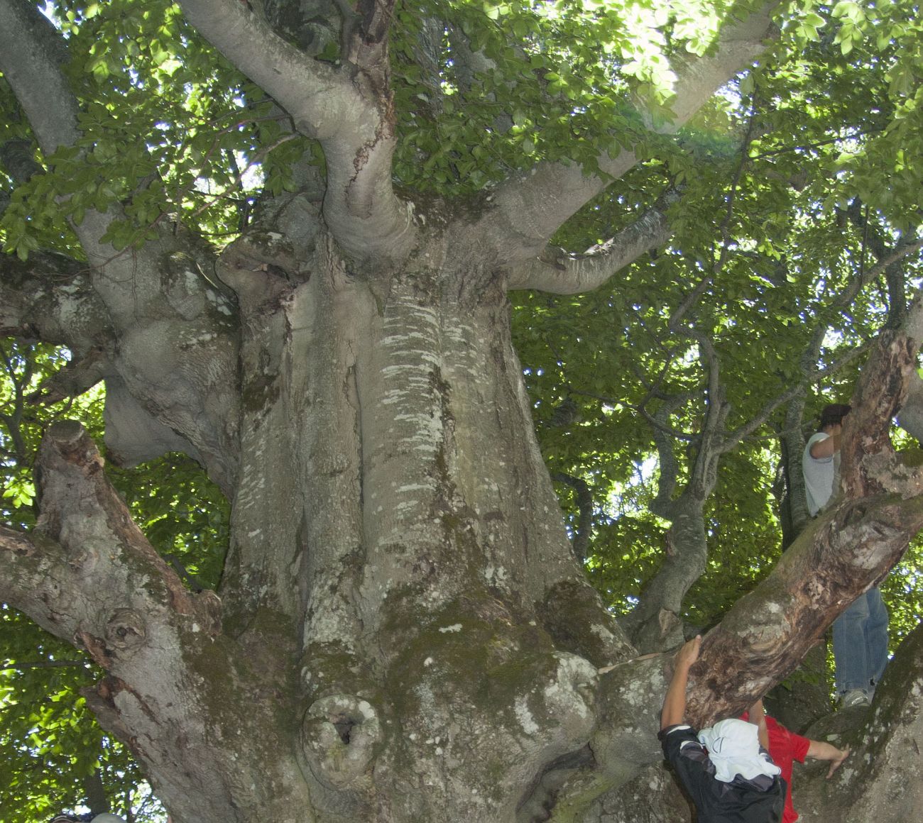 Image of Fagus &times; taurica specimen.