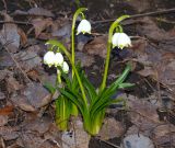 Leucojum vernum