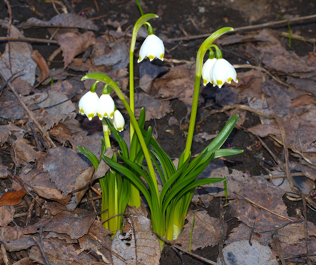 Изображение особи Leucojum vernum.