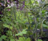 Chelidonium majus