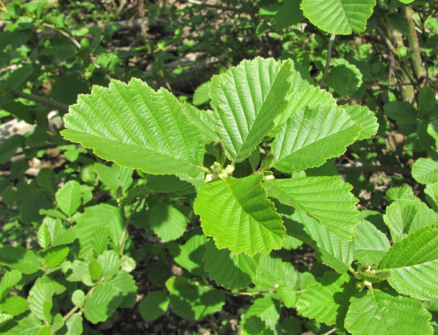 Image of Alnus barbata specimen.