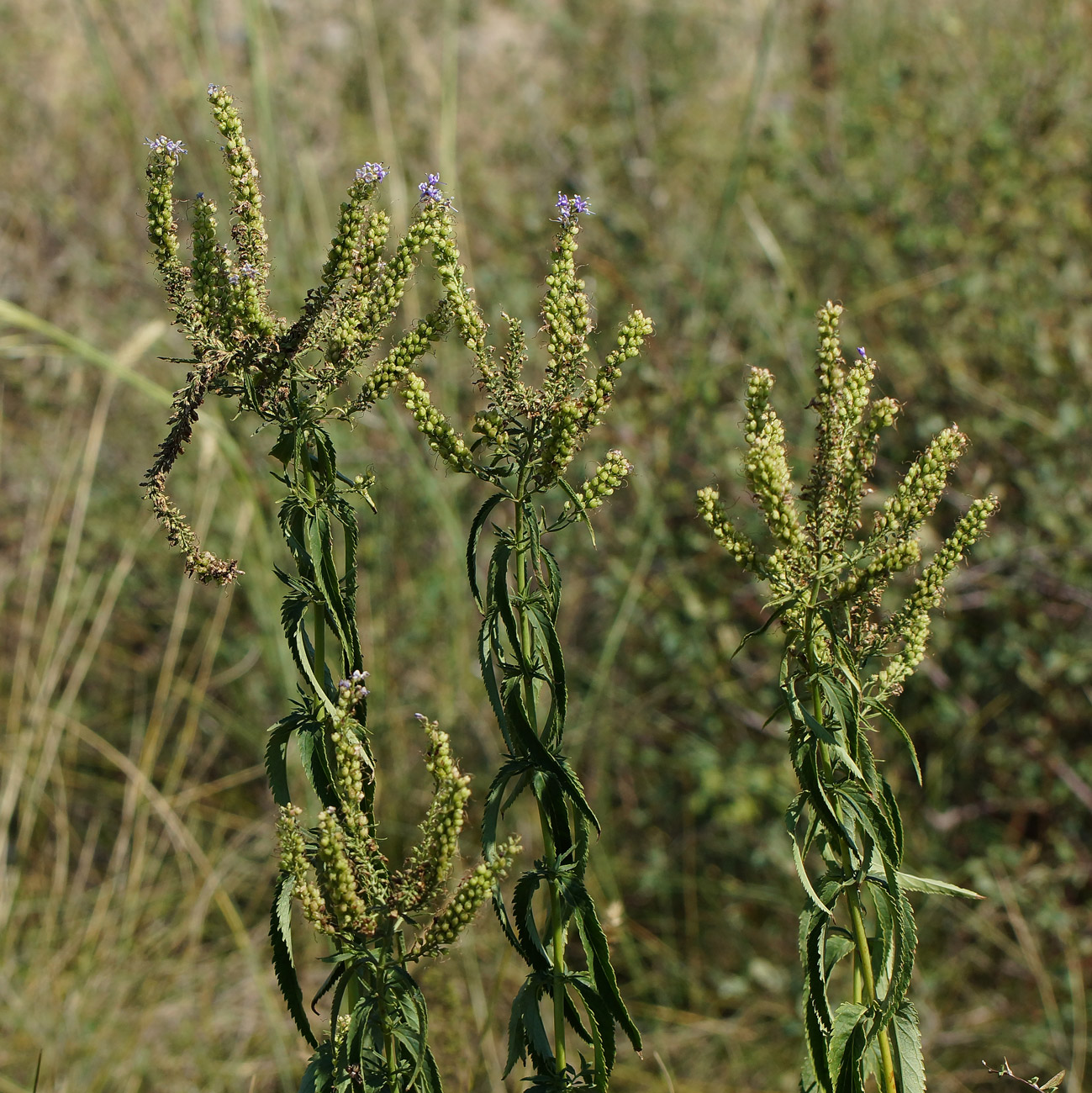 Image of Veronica longifolia specimen.