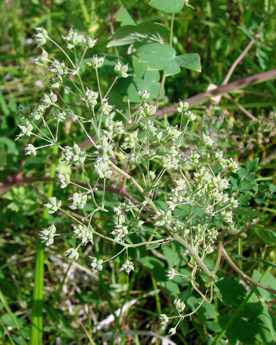 Image of genus Thalictrum specimen.