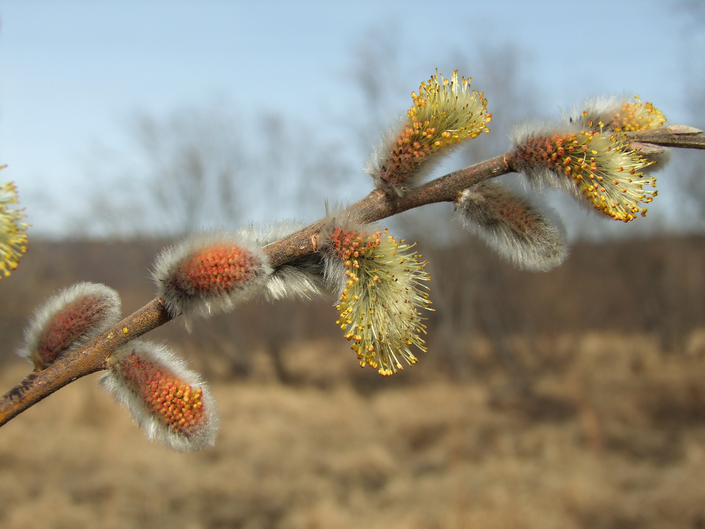 Изображение особи Salix schwerinii.