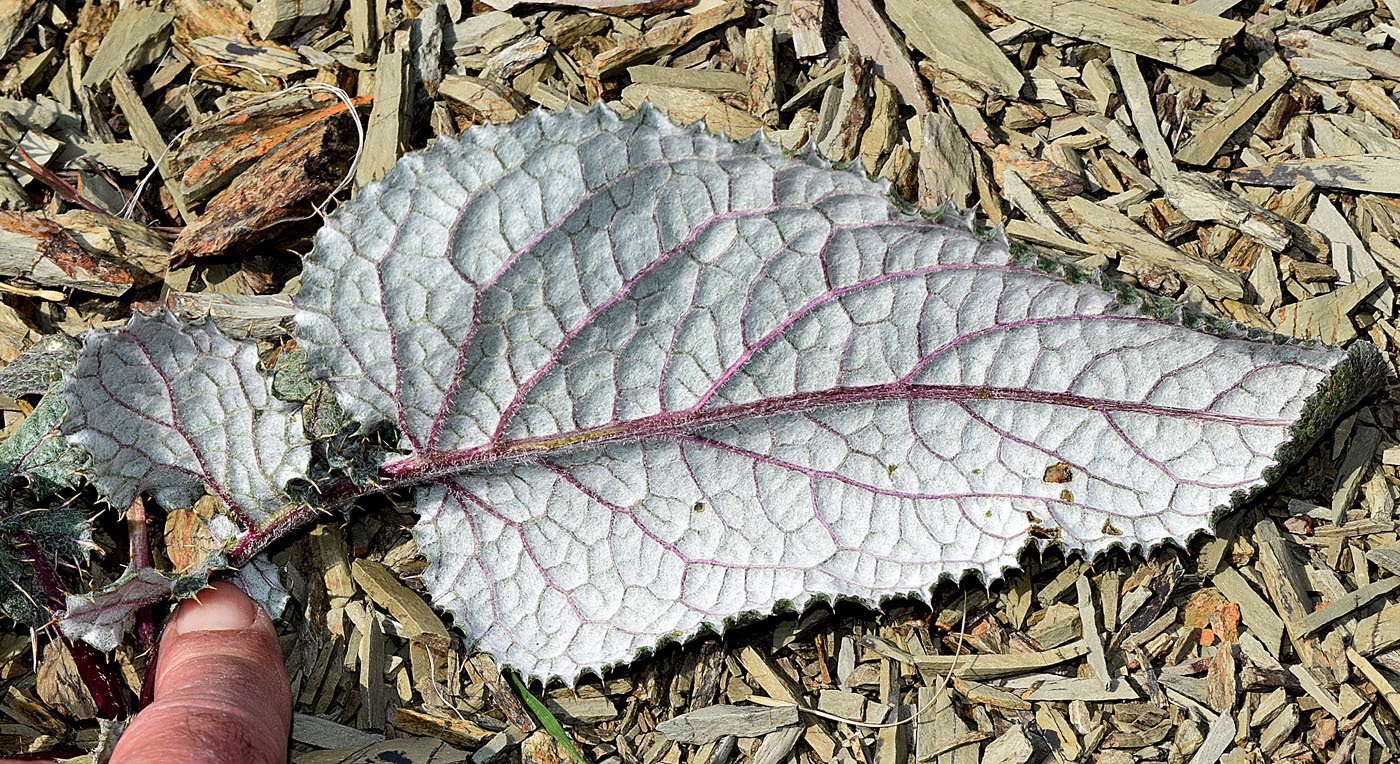 Image of familia Asteraceae specimen.