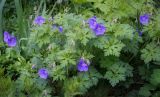 Geranium himalayense