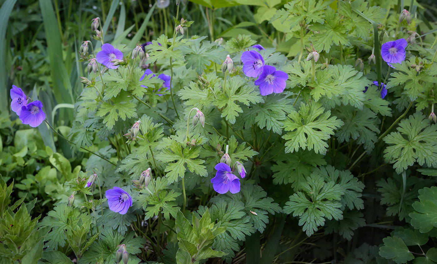 Изображение особи Geranium himalayense.