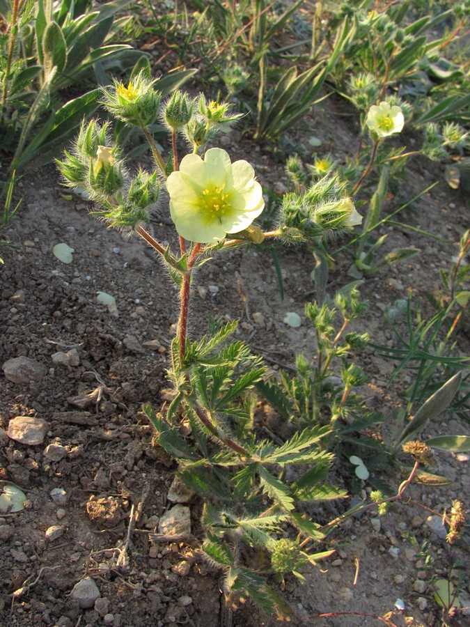 Image of Potentilla recta specimen.