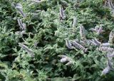 Mentha longifolia