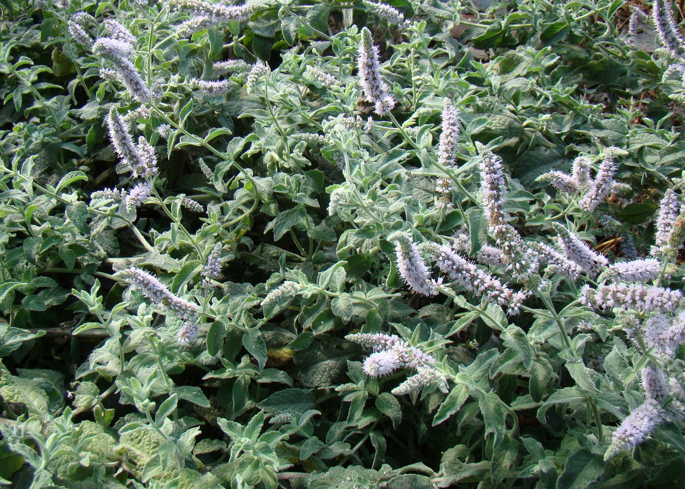 Image of Mentha longifolia specimen.