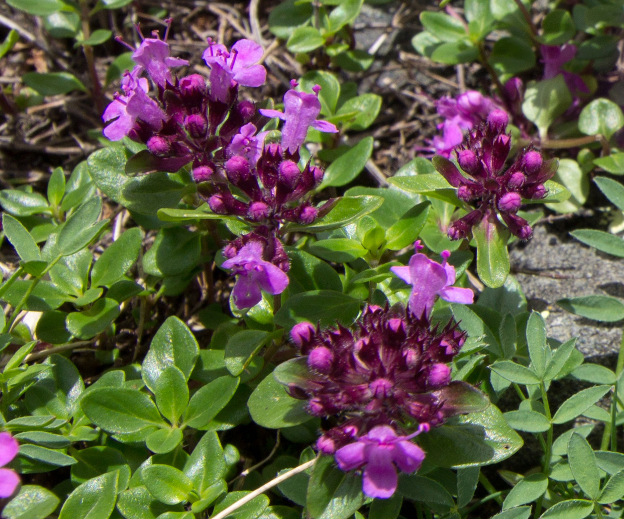 Изображение особи Thymus nummularius.