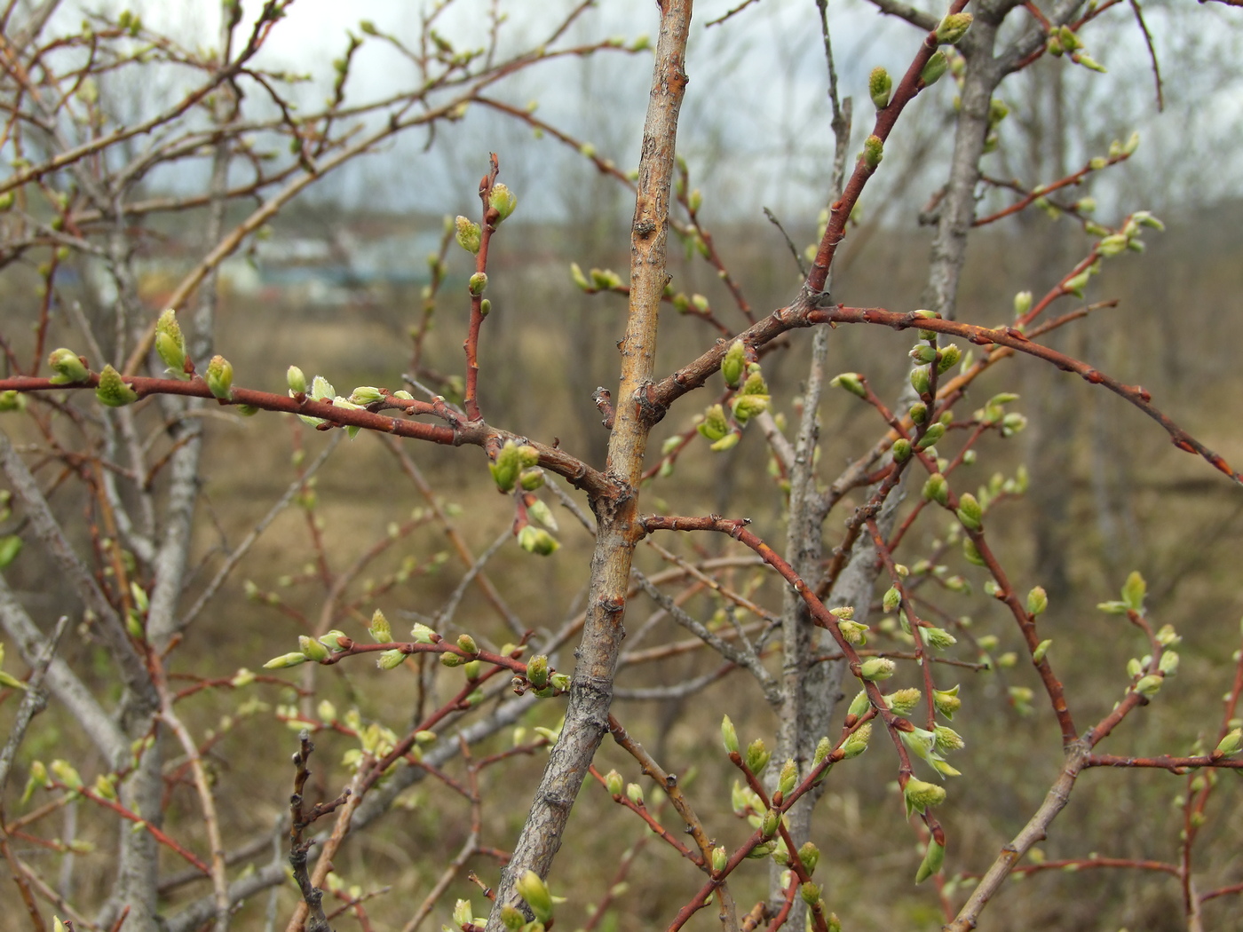 Image of Salix bebbiana specimen.