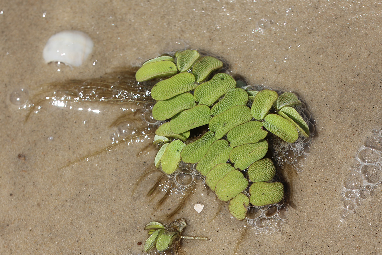 Image of Salvinia natans specimen.