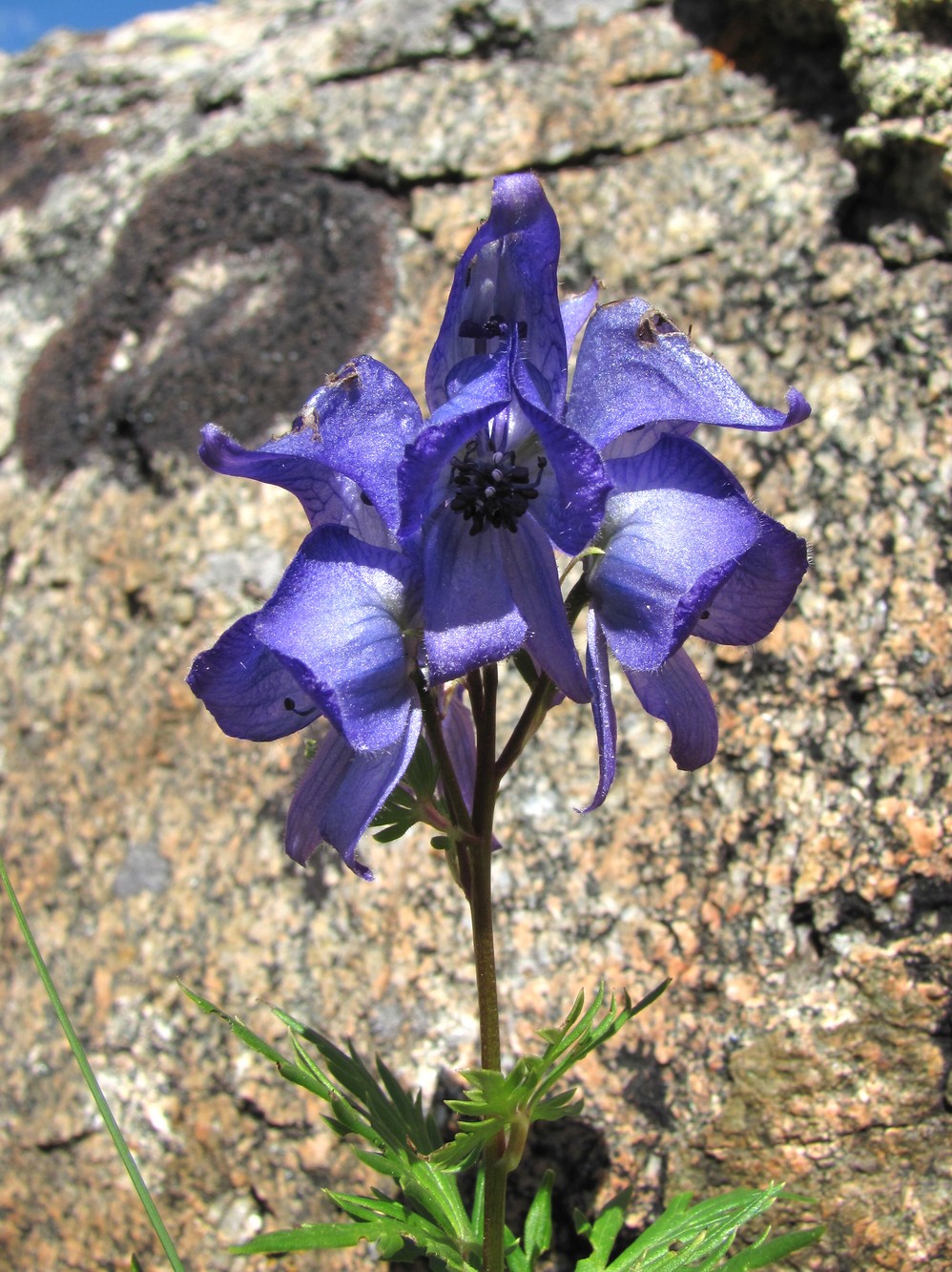 Изображение особи Aconitum cymbulatum.