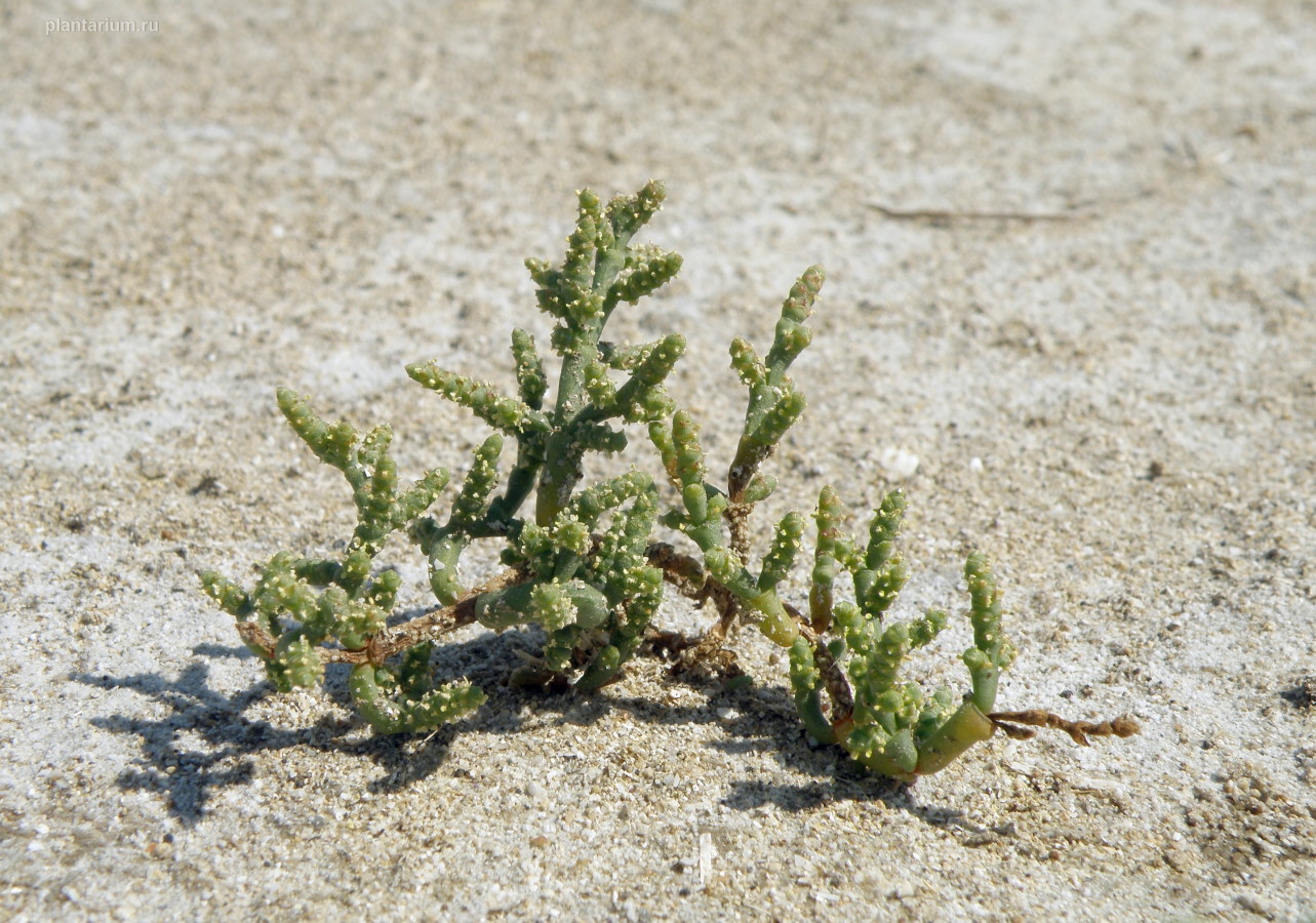 Изображение особи Salicornia perennans.