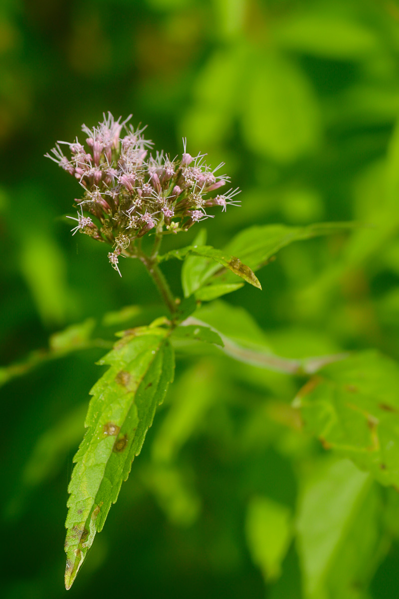 Изображение особи Eupatorium cannabinum.