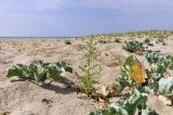 Salsola pontica. Цветущее растение в сообществе с Eryngium maritimum. Крым, Черноморский р-н, окр. с. Знаменское, окр. городища Беляус, песчаный пляж. 05.09.2018.