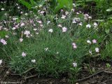 genus Dianthus. Цветущее растение. Москва, БС МГУ, 04.06.2010.