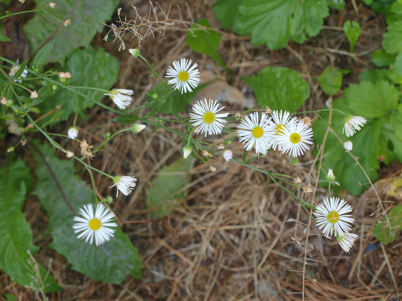 Image of Erigeron annuus specimen.